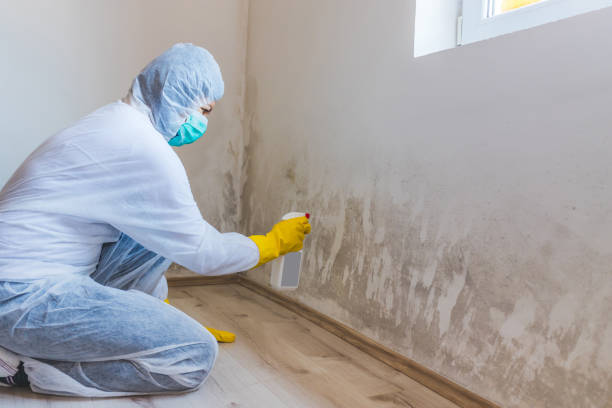 Licensed Basement Mold Remediation service in Frankfort, IL - WQB Mold Removal