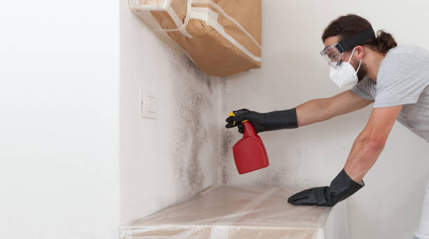 Professional Basement Mold Remediation technician working in Frankfort, IL