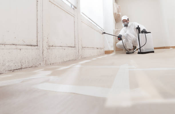 24/7 Emergency Basement Mold Remediation experts in Frankfort, IL