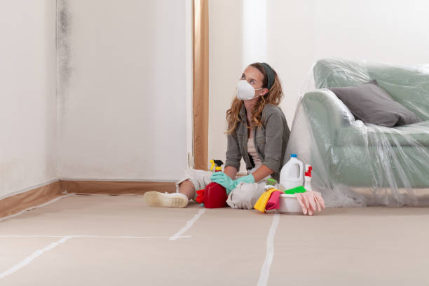 Reliable Basement Mold Remediation contractor in Frankfort, IL by WQB Mold Removal